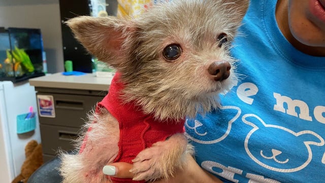 12-year-old dog found dumped in bag receiving critical care at Tacoma animal shelter