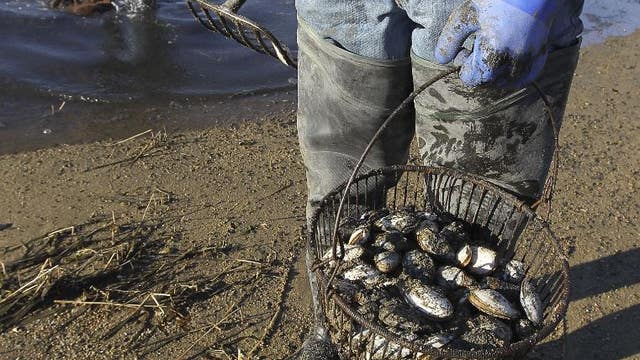 WA wildlife authorities greenlight coastal razor clam digs at 4 beaches