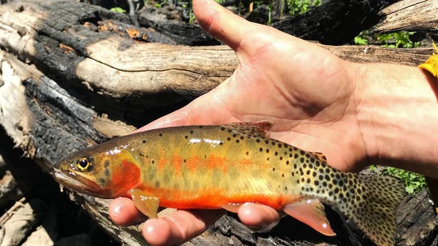 Climate-fueled wildfires worsen the danger for struggling fish