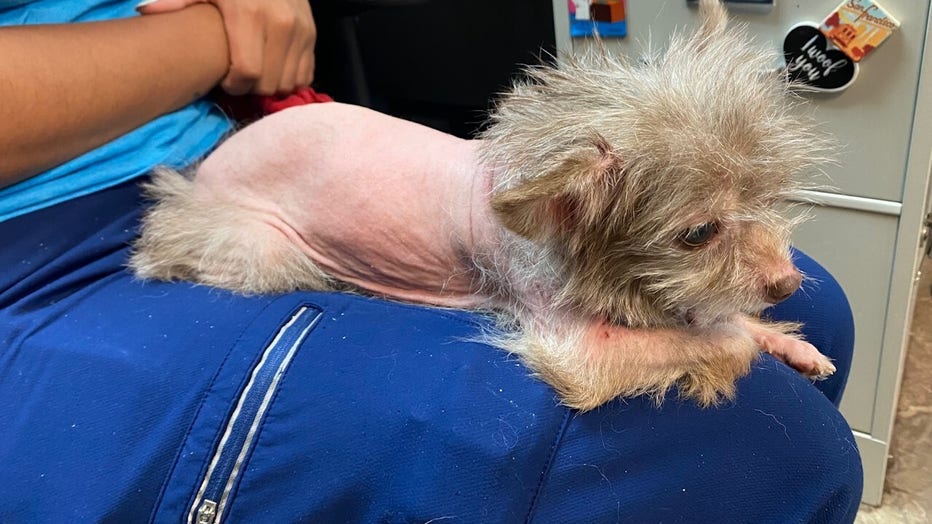 12-year-old dog found dumped in bag receiving critical care at Tacoma animal  shelter