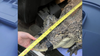 Pierce County animal control, deputies wrangle alligator stored in shipping container