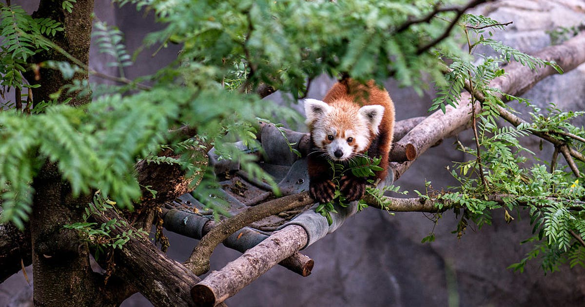 All-new 'Forest Trailhead' exhibit opens May 1 at Woodland Park Zoo