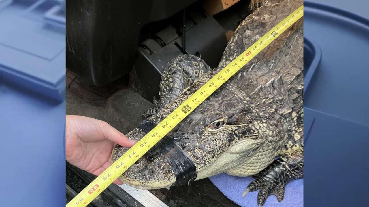 Pierce County animal control, deputies wrangle alligator stored in shipping  container