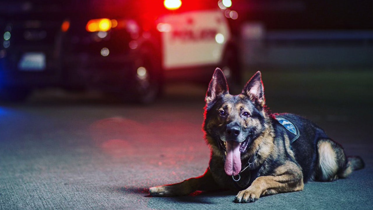 Seattle Seahawks on X: THANK YOU K9! 