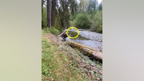 Investigators trying to solve mystery surrounding pig found shot & killed in Snohomish County Creek