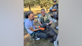 Pasado's Safe Haven rescues over 40 English labs from 'overrun' breeding situation