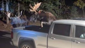 Moose mayhem: Battle captured on video as duo spar in Colorado driveway