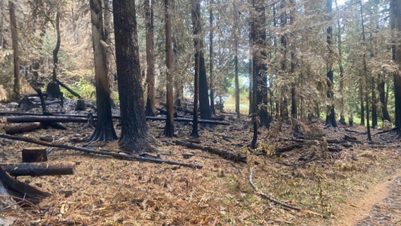 'It's scary, it's really scary'; Communities damaged by Bolt Creek Fire now concerned with snow, flooding