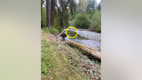 Investigators trying to solve mystery surrounding pig found shot & killed in Snohomish County Creek