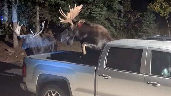 Moose mayhem: Battle captured on video as duo spar in Colorado driveway