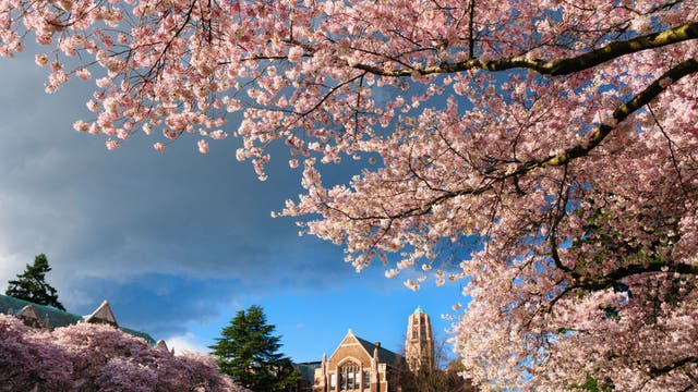 UW cherry blossoms 2024: Best time to visit and see peak bloom