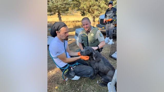 Pasado's Safe Haven rescues over 40 English labs from 'overrun' breeding situation