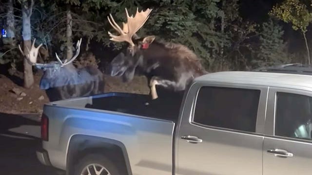 Moose mayhem: Battle captured on video as duo spar in Colorado driveway