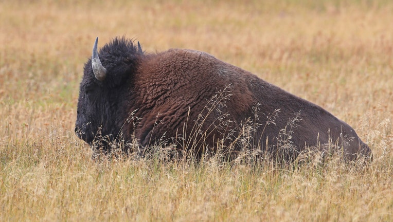 1704c224-Yellowstone National Park