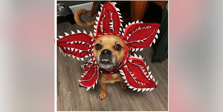 Photos: Best 2022 pet costume submissions from around the US this Halloween