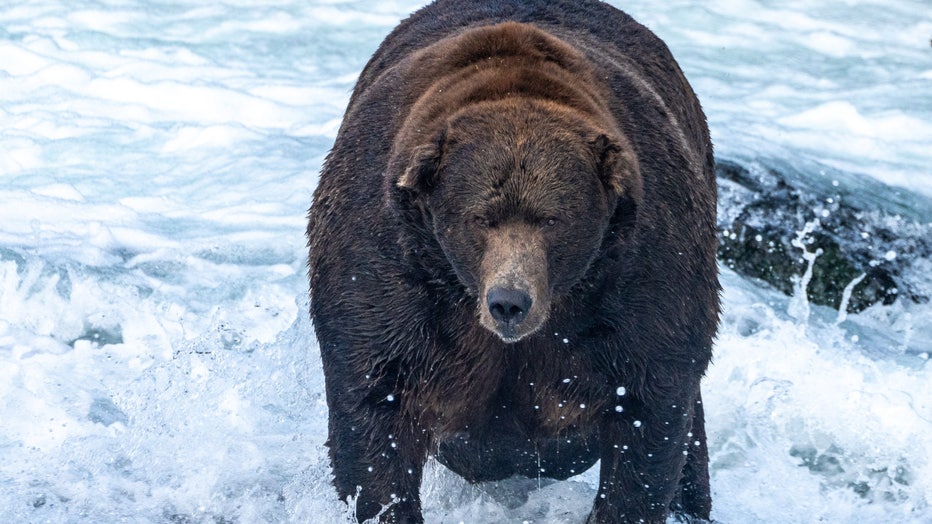 Photo of bear #747 fishing in a river during Fat Bear Week 2022 (Katmai National Park and preserve)