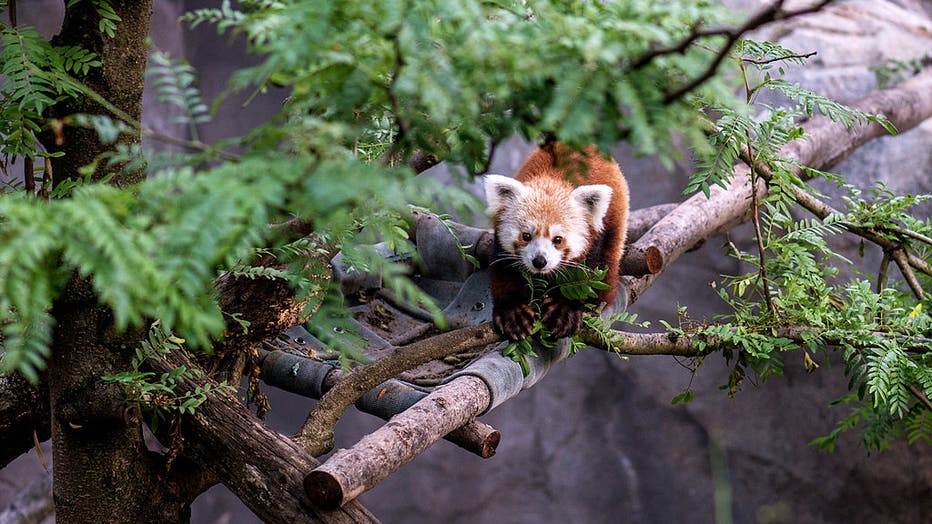 All-new exhibit opens in May at zoo in Seattle | FOX 13 Seattle