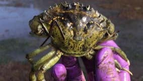 WDFW: Nearly 250,000 invasive European green crabs removed from Washington waters