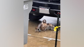 Hawk makes stunning recovery after flying into the grill of a truck near Duvall