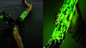 'True form of magic': Glowing fungus makes for surreal neon scene along dark Washington beaches