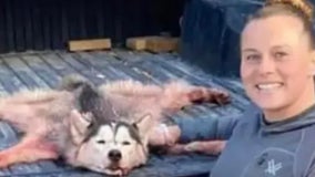 Montana hunter who mistook husky pup for wolf to face legal consequences