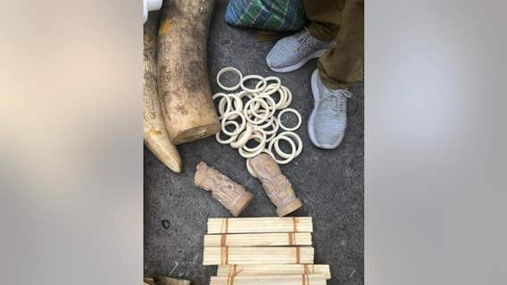 2 sentenced for trafficking ivory, wildlife 'products' into Seattle