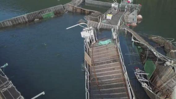 Washington won’t renew leases for Puget Sound fish farms