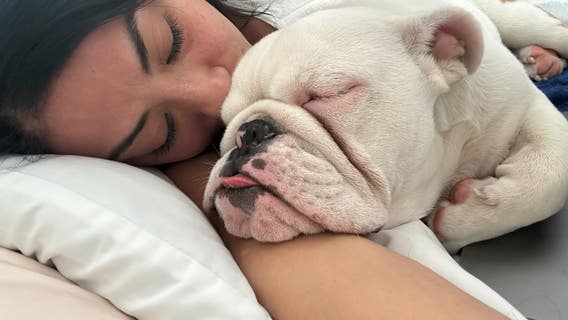 Thief returns "Chunks" the dog to rightful owners after stealing him in North Seattle