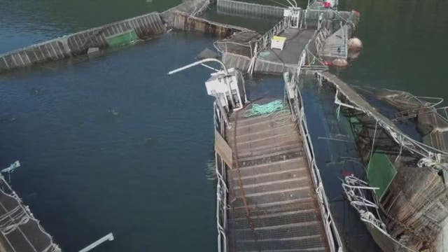 Washington won’t renew leases for Puget Sound fish farms
