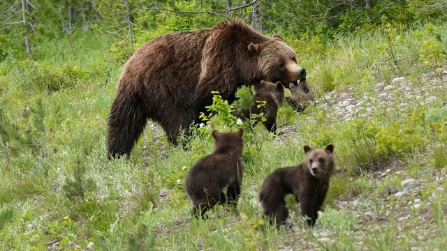 Feds resume study of restoring grizzlies to North Cascades