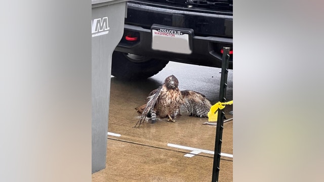 Hawk makes stunning recovery after flying into the grill of a truck near Duvall