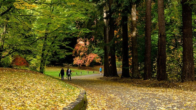 As climate change progresses, trees in cities struggle