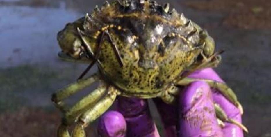 1 million green crabs removed from WA waters
