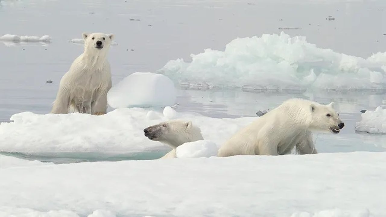 Polar bears near 'Polar Bear Capital' dying at alarming rate, new ...