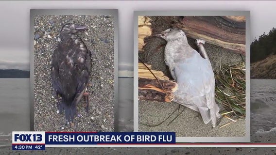 WDFW: Over 700 geese, other waterfowl in Skagit County dead from bird flu