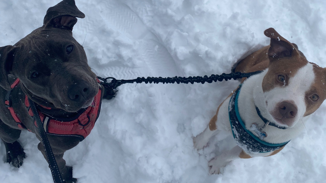 Winter weather myths debunked to keep your pet safe