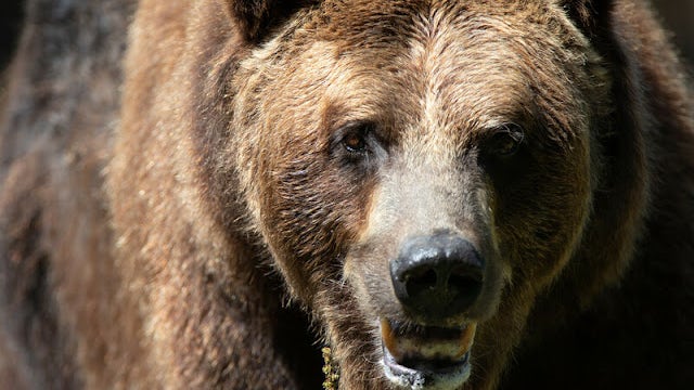 28-year-old grizzly bear at Woodland Park Zoo euthanized due to decline in health
