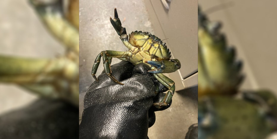 WDFW: 30 pounds of invasive green crab confiscated from Seattle seafood market