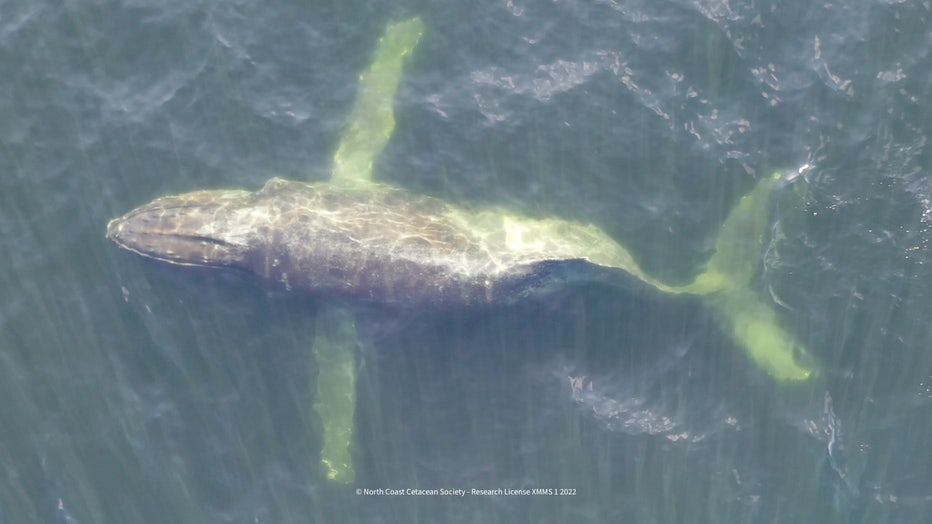 North-Coast-Cetacean-Society-Aerial-Image.jpg