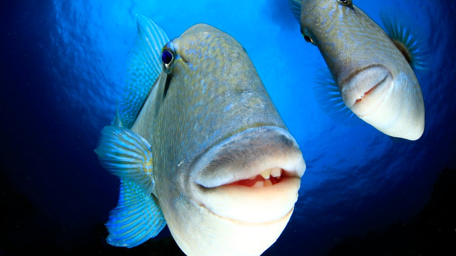 Winner-of-Underwater-category_Arthur-Telle-Thiemann_Say-cheeeese.jpg