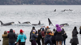 VIDEO: Record-breaking year for whale sightings in the Pacific Northwest, report