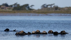 Nonprofit group seeks reintroduction of sea otters along West Coast