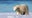 Polar bear emerged unseen from Alaska snowstorm to kill woman, baby