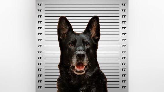 Mugshot of police K-9 accused of 'stealing' officer's lunch goes viral