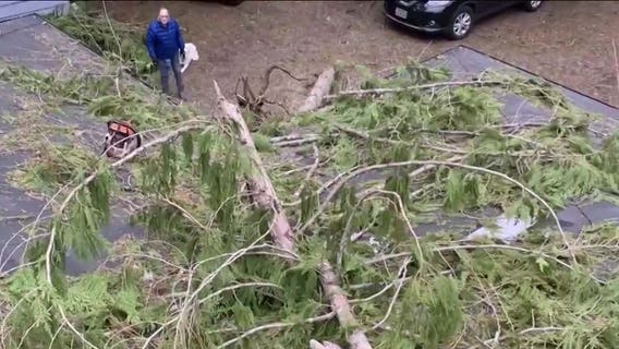 Big cleanup after damaging windstorm knocks down trees, power lines in east King County