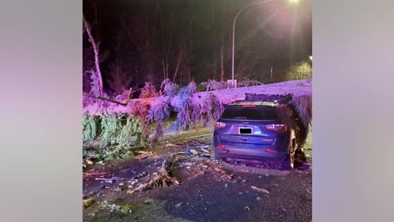 High winds knock down trees, cause power outages across Puget Sound
