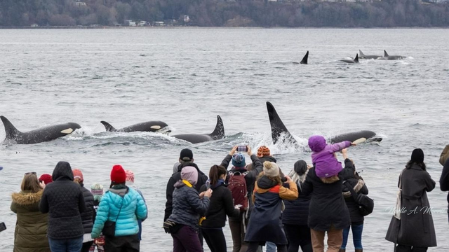 VIDEO: Record-breaking year for whale sightings in the Pacific Northwest, report