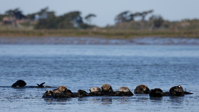 Nonprofit group seeks reintroduction of sea otters along West Coast