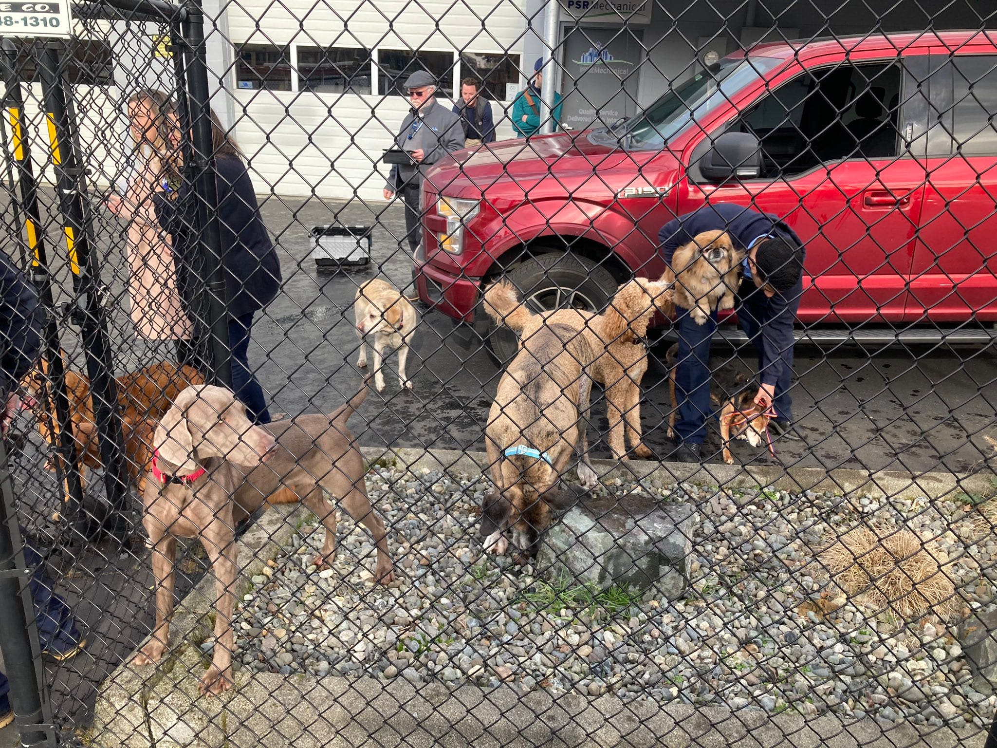 Former employees of The Dog Resort speak out following SoDo fire | FOX ...