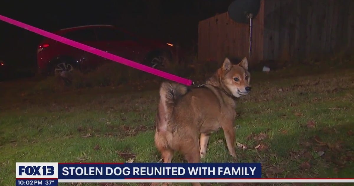 Family reunited with dog after car stolen from Tacoma parking lot | FOX ...